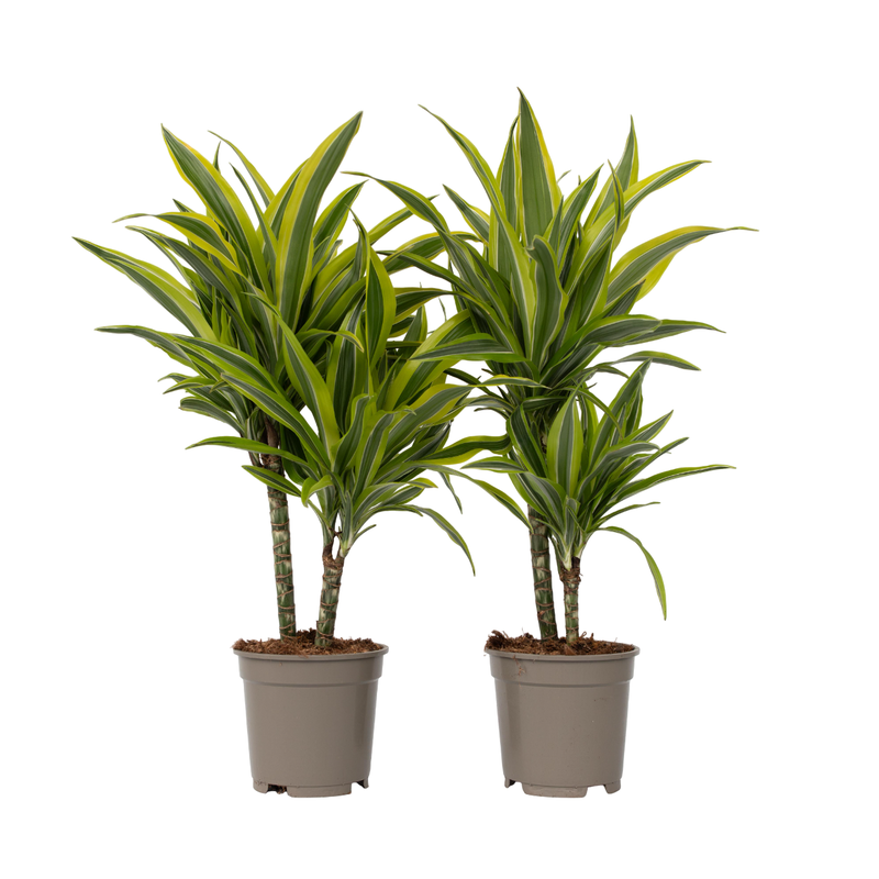 Drakenbloedboom - Set van 2 - Dracaena 'Lemon Lime' - Hoogte 60-70cm - ⌀17cm - 