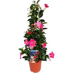 Mandeville 'Rio Hot Pink' - Dipladenia - Pot 17cm - Hoogte 60-70cm