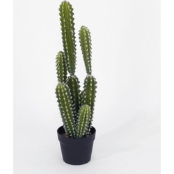 Cactus Newcomb M met pot