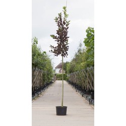 Vogelkers Canada red Prunus vir. Canada Red h 450 cm st. omtrek 16 cm