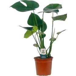 Monstera Deliciosa - Gatenplant - Pot 14cm - Hoogte 45-55cm