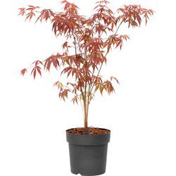 Japanse Esdoorn - Acer palmatum 'Atropurpureum' - Hoogte 60-70cm - ⌀19cm