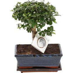 Carmona microphylla - Fukien Bonsai boom - Hoogte 30-35cm - Pot 20cm