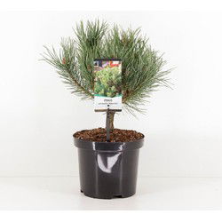 Pinus sylvestris watereri 25-30 cm