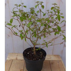 viburnum plicatum japanse sneeuwbal