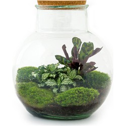 URBANJNGL - Planten terrarium • Teddy • Ecosysteem plant • ↑ 26,5 cm