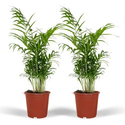 Hello Plants Chamaedorea Elegans Kamerpalm - 2 Stuks - Ø 17 cm - Hoogte: 55 cm - Mexicaanse Dwerpalm