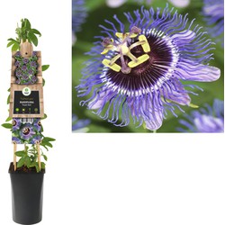 3 stuks - Klimplant Passiflora Purple Rain 75 cm - Van der Starre