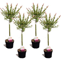 Salix Flamingo - Set van 4 - Bonte Wilg - Pot 17cm - Hoogte 60-80cm