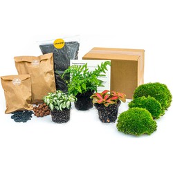 URBANJNGL - Planten terrarium pakket - Varen - 3 terrarium planten - Navul & Startpakket DIY terrarium - Mini ecosysteem plant