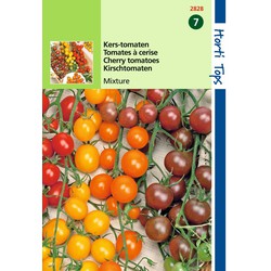 2 stuks - Tomaten Cherry 4 kleuren