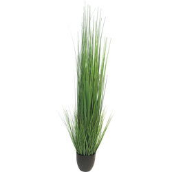 (Best) King festuca green in pot 150cm