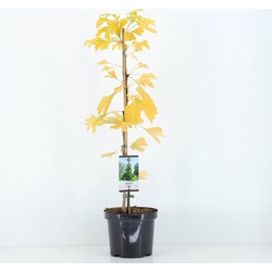 Ginkgo biloba 75 cm