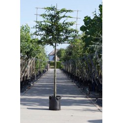 Haagbeuk als leiboom Carpinus betulus h 340 cm st. omtrek 16 cm st. h 220 cm