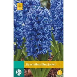 3 stuks - Hyacint Blue Jacket 4 bollen