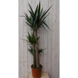 Kamerplant Yucca 160 cm