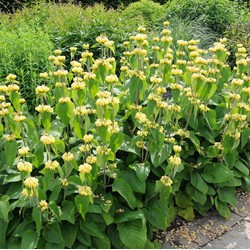 5 stuks - Phlomis russeliana