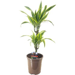 Dracaena Deremensis - Lemon Lime - Drakenbloedboom - Pot 17cm - Hoogte 60-70cm
