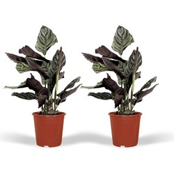 Hello Plants Calathea Ornata Pinstripe - Ø 14 cm - Hoogte: 50 cm - Kamerplant Pauwenplant
