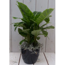 Calathea groen blad zwarte/antraciete pot 40 cm