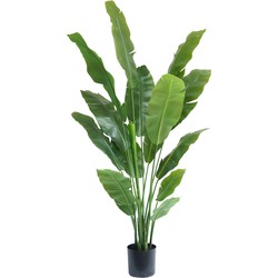 Greenmoods - Strelitzia Nicolai | 180 cm