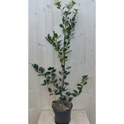 Hulst groen 80 cm