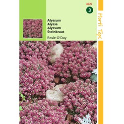 2 stuks - Alyssum Lobularia MarProcumbens Rosie O Day - Hortitops