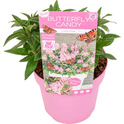 Buddleja Candy Little Pink - Vlinderstruik Pot 19cm - Hoogte 30-40cm