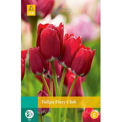 Tulipa Fiery Club, 3 bloembollen