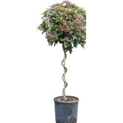 2 stuks! Sneeuwbal spiraal Viburnum tinus 90 cm