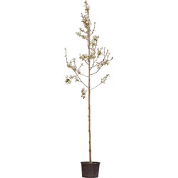 2 stuks! Gewone krentenboom Amelanchier lamarckii h 250 cm st. omtrek 6 cm boom