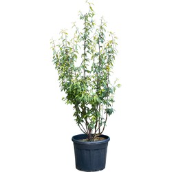 Tibetaanse sierkers meerstammig Prunus serrula 162,5 cm - Warentuin Natuurlijk