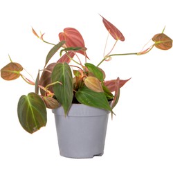 Philodendron 'Micans' - Kamerplant - Luchtzuiverend - ⌀12 cm - ↕15-25 cm