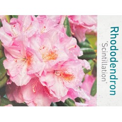 Rhododendron Scintillation - Warentuin Natuurlijk