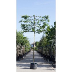 Zuil haagbeuk als leiboom Carpinus betulus Fastigiata h 320 cm st. omtrek 12 cm st. h 200 cm