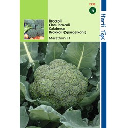 2 stuks - Broccoli Marathon V H Premium Crop F1 - Hortitops