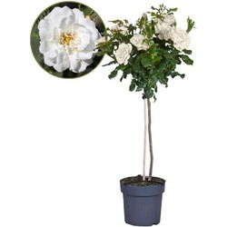 Rosa Palace 'Kailani' - Witte stamroos - Pot 19cm - Hoogte 80-100cm