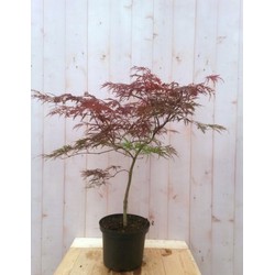 Japanse esdoorn rood smal blad struikje 90 cm