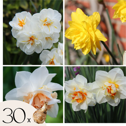 Narcissen - Set van 30 - Narcissus 'Double Mix' - Bloembollen