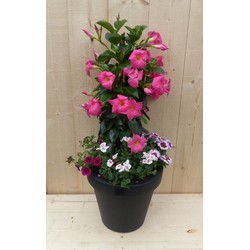 Plastic plantenbak antraciet Dipladenia Mandevilla Sundaville roze met zomerbloeiers roze h80 cm