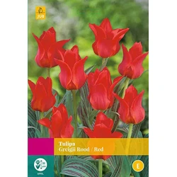 2 stuks - Tulipa Greigii rood 20 bollen