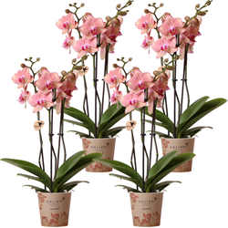 Kolibri Orchids | COMBI DEAL van 4 Phalaenopsis orchideeën - Pirate Picotee - potmaat Ø12cm | bloeiende kamerplant - vers van de kweker