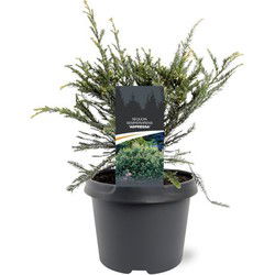 Sequoia sempervirens Adpressa 30-40 cm Conifeer