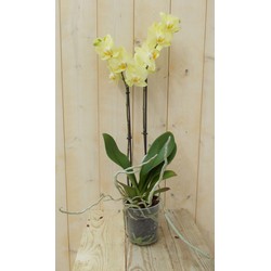 Vlinderorchidee Twee Takken geel 60 cm