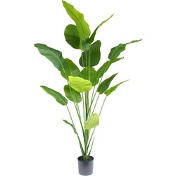 Kunstplant Strelitzia Deluxe 210 cm | NeverLeafs