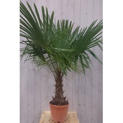 Winterharde Palmboom stamhoogte 30 cm en hoogte 150 cm