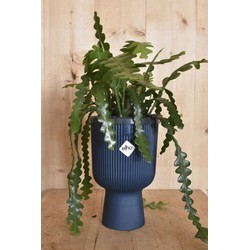 Zaagcactus in hoge pot diepblauw Elho