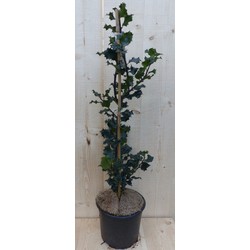 Hulst Zwart/Groen 80 cm - Warentuin Natuurlijk