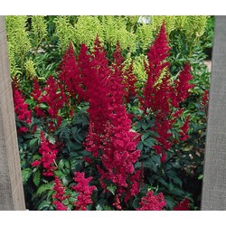 5 stuks - Astilbe (A) Fanal