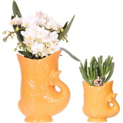 Kolibri Orchids | Set van witte orchidee Nazaré en succulent in Fish sierpot oranje - potmaat Ø9cm & Ø6cm | bloeiende kamerplant - vers van de kweker